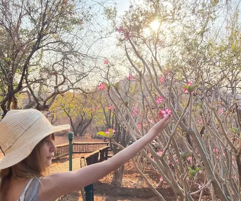 Adam's wife pausing among impala lily blooms in the bush at sunset